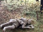 CONTE COLLECTIBLES ROME AT WAR BARBARIANS/VIKINGS SET #1-GREY